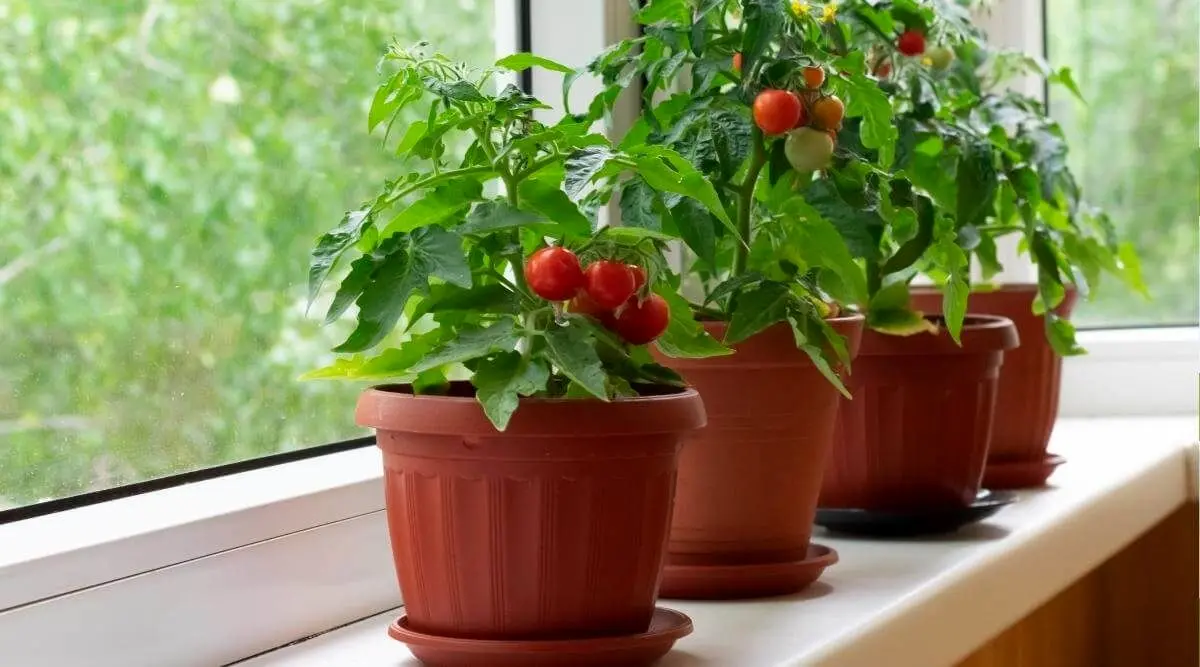 Planting-cherry-tomatoes-in-pots