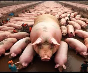 فرآوری خوک؛ با گیوتین گردن این حرومیارو میزنن بعد میشه خوراک حیوونا