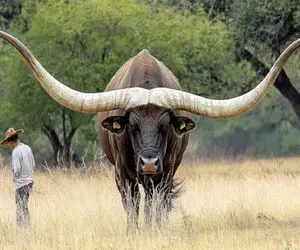 حیوانات غول پیکر؛ شاخ گاومیش 400کیلویی که 20 متر شده برش داد چاقو دسته چوبی ساخت