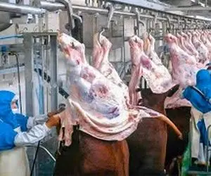 فرآوری گاو؛ گاو هارو خیلی شیک روی تخت میخوابونن سر میبرن بعد سلاخی کالباسش میکنن