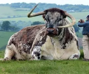 گاوهای کوه پیکر؛ گاو غول مشکی پوستش از بس خوشگله عین کفشی که تازه واکس زدن برق میزنه