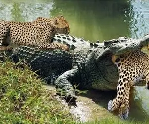 مستند حیات وحش؛ کروکودیل مکارانه میشینه پلنگ پاشو بزاره تو قلمروش شرحه کنه