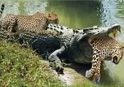 مستند حیات وحش؛ کروکودیل مکارانه میشینه پلنگ پاشو بزاره تو قلمروش شرحه کنه
