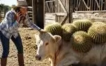 حیات وحش مصنوعی؛ تلاش تیم نجات برای خلاصی گاو بی پناه از نفرین کاکتوس غول آسا