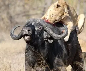 از جذابیت های حیات وحش؛ حمله دلخراشانه 3تا شیر به بوفالو تیکه پاره کردن طفلیو