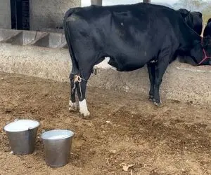 فرآوری گاو؛ پا بند زدن به گاو چموشی که کلی شیر داره اما نمیزاره راحت بدوشنش