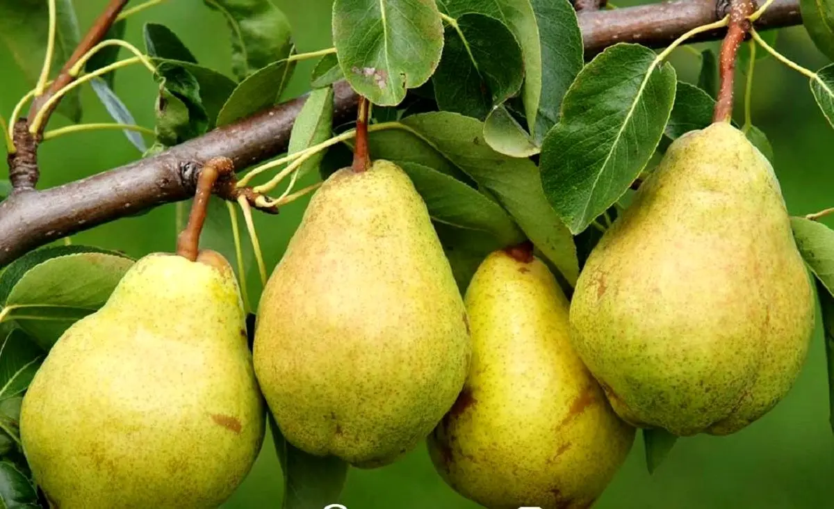 پاسخ-تست-هوش-حدس-زدن-نام-میوه