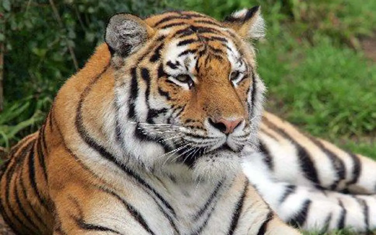 20071226_123917_Tiger_Escapes-3