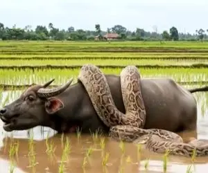 مستند حیات وحش/ پیتون شرور گاومیش تنومند را بی هوا بلعید