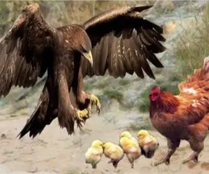 مستند حیات وحش؛ مرغ جسور دل و روده عقاب ریخت بیرون