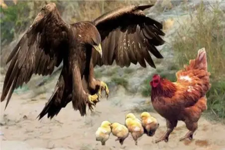 مستند حیات وحش؛ مرغ جسور دل و روده عقاب ریخت بیرون