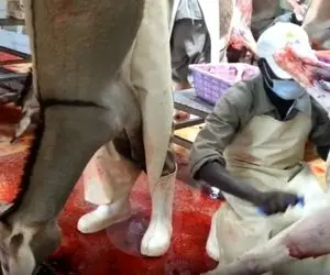 (ویدئو) کشتارگاه الاغ در کنیا که خیلی کثیف گوشت الاغو برای چینی ها بسته بندی می کنند