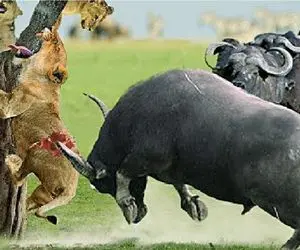 مستند حیات وحش؛ بوفالو وحشی شیر رو چسبوند سینه درخت