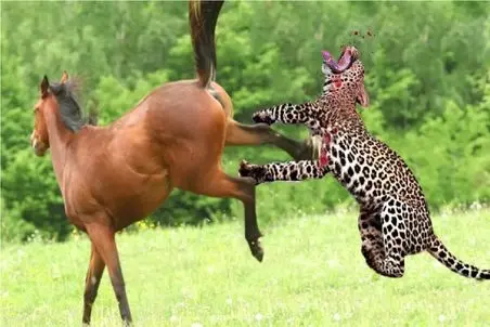 مستند حیات‌وحش / گورخرِ سرکش با چشمِ طعمه بازی کرد