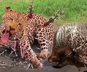 جذابیت حیات وحش؛ پلنگ کله خر خواست جوجه تیغی ببلعه سوراخ سوراخ شد