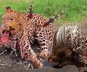 جذابیت حیات وحش؛ پلنگ کله خر خواست جوجه تیغی ببلعه سوراخ سوراخ شد