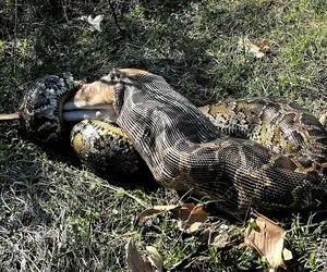 دیدنی های حیات وحش؛ پیتون گوزن غول رو خفه کرد و از باسن شروع کرد به بلعیدنش!