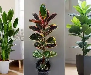 گیاهان آپارتمانی برگ پهن و قدبلند برای پذیرایی / گل هایی که در خانه ثروتمندان میدرخشن