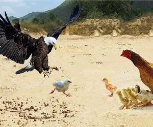 مستند حیات وحش؛ عقاب ندانست مرغ سر جوجه هاش پاچه پاره اس پایانش رقم زد