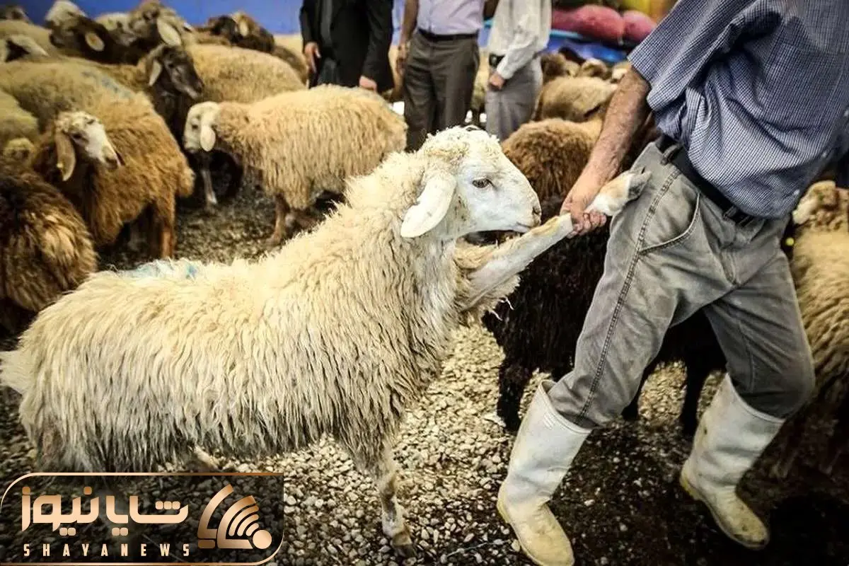 (جدول) قیمت دام زنده امروز ۱۹ آذر۱۴۰۳/ ارزانی به بازار خراسان رضوی بازگشت