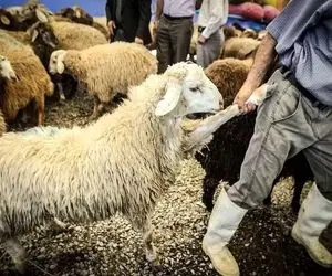 (جدول) قیمت دام زنده امروز ۱۹ آذر۱۴۰۳/ ارزانی به بازار خراسان رضوی بازگشت