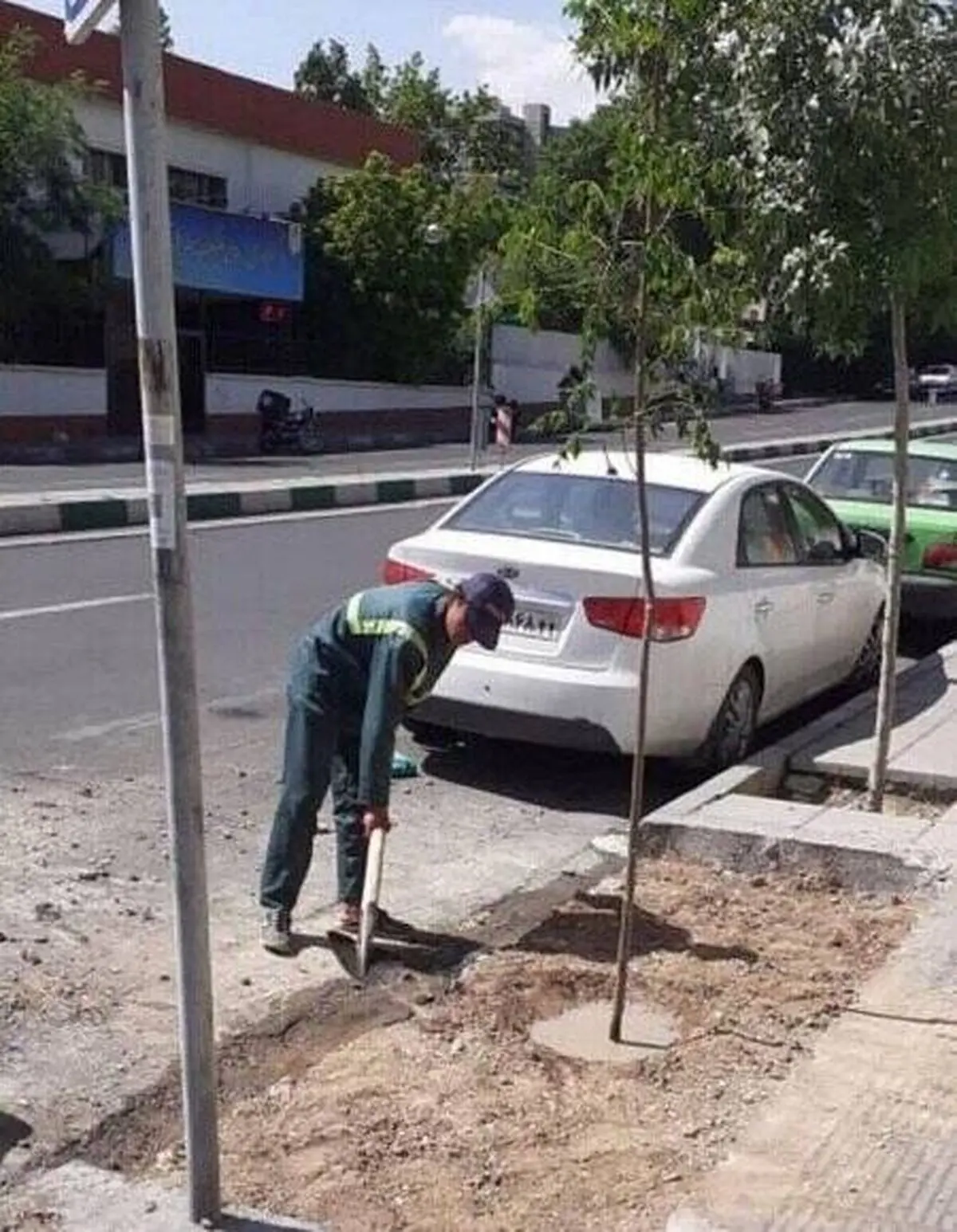 کاشت درخت بابک خرمدین