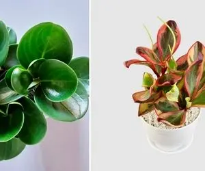 شرایط نگهداری از گل قاشقی / با رعایت نکاتی که گفتیم یه گیاه شاداب و سرحال دارید