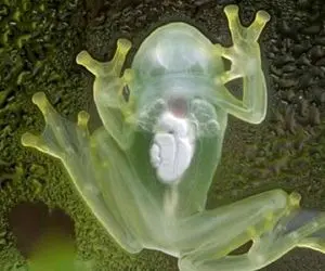 آن روی طبیعت وحشی؛ این قورباغه حریم خصوصی حالیش نمیشه و همه اعضای داخلی بدنش پیداست
