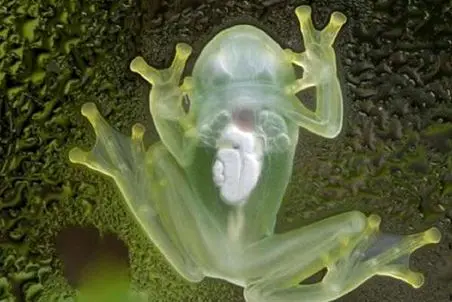 آن روی طبیعت وحشی؛ این قورباغه حریم خصوصی حالیش نمیشه و همه اعضای داخلی بدنش پیداست
