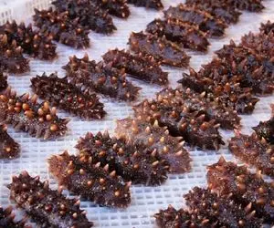 فرآوری خیار دریایی؛ تو چین هیچیو دور نمی ریزن ببینید با خیار دریایی لزج چی درست میکنن