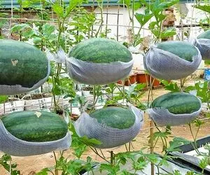 کشاورزی خلاقانه؛ هندوانه رو روی زمین نکار اینجوری آویزونش کن تضمینی محشر میشه
