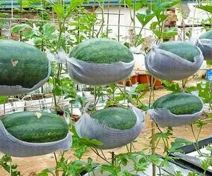 کشاورزی خلاقانه؛ هندوانه رو روی زمین نکار اینجوری آویزونش کن تضمینی محشر میشه