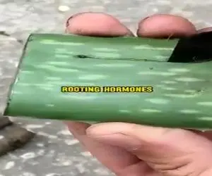 کشاورزی نوین؛ یه تیکه شاخه ی مرده انبه رو گذاشت وسط ژل آلوئه ورا تقویتش کرد درخت شد