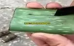 کشاورزی نوین؛ یه تیکه شاخه ی مرده انبه رو گذاشت وسط ژل آلوئه ورا تقویتش کرد درخت شد کشاورزی نوین؛ یه تیکه شاخه ی مرده انبه رو گذاشت وسط ژل آلوئه ورا تقویتش کرد درخت شد