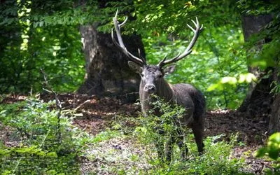 ممنوعیت ورود به جنگل‌های هیرکانی، زاگرس و ارسباران تا بارش مؤثر