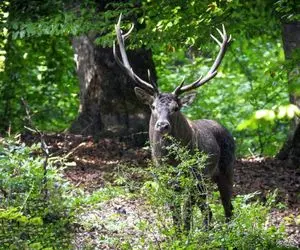 ممنوعیت ورود به جنگل‌های هیرکانی، زاگرس و ارسباران تا بارش مؤثر