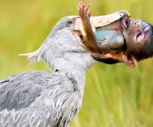 بدایع حیات وحش؛ پرنده گوشتخوار موقع بلعیدن میمون بزرگتر از دهنش حناق میگیره