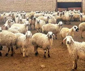 قیمت دام زنده امروز ۲۳ تیر ۱۴۰۴ / قیمت‌ها کاهش پیدا کردند؟