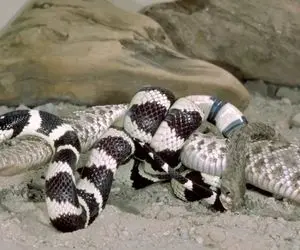 مستند حیات وحش؛ گره کور مارها به یکدیگر با تنها یک راه حل تلخ