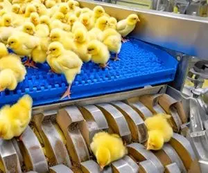 کارخانه حیوانات؛ جوجه کشی مرغ مگا برای تخم مرغ و روش و فرآیند پرورش آن