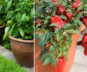 طریقه کاشت فلفل دلمه ای در گلدان؛ چنتا گلدون فلفل رنگی رنگی گوشه خونت بذار حالشو ببر