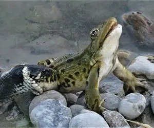 از جذابیت های حیات وحش؛ وضعیت دلخراش قورباغه ای که افتاد به دام مار ریز ریز جون داد