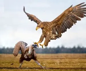 شاهکار حیات وحش / وحشیگری و غرایز خام درنده‌ عقاب‌ها در مواجهه با کرکس