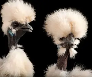 کارخانه حیوانات؛ مرغ های عجیب و غریب که شما باور نخواهید کرد که وجود داشته باشد!