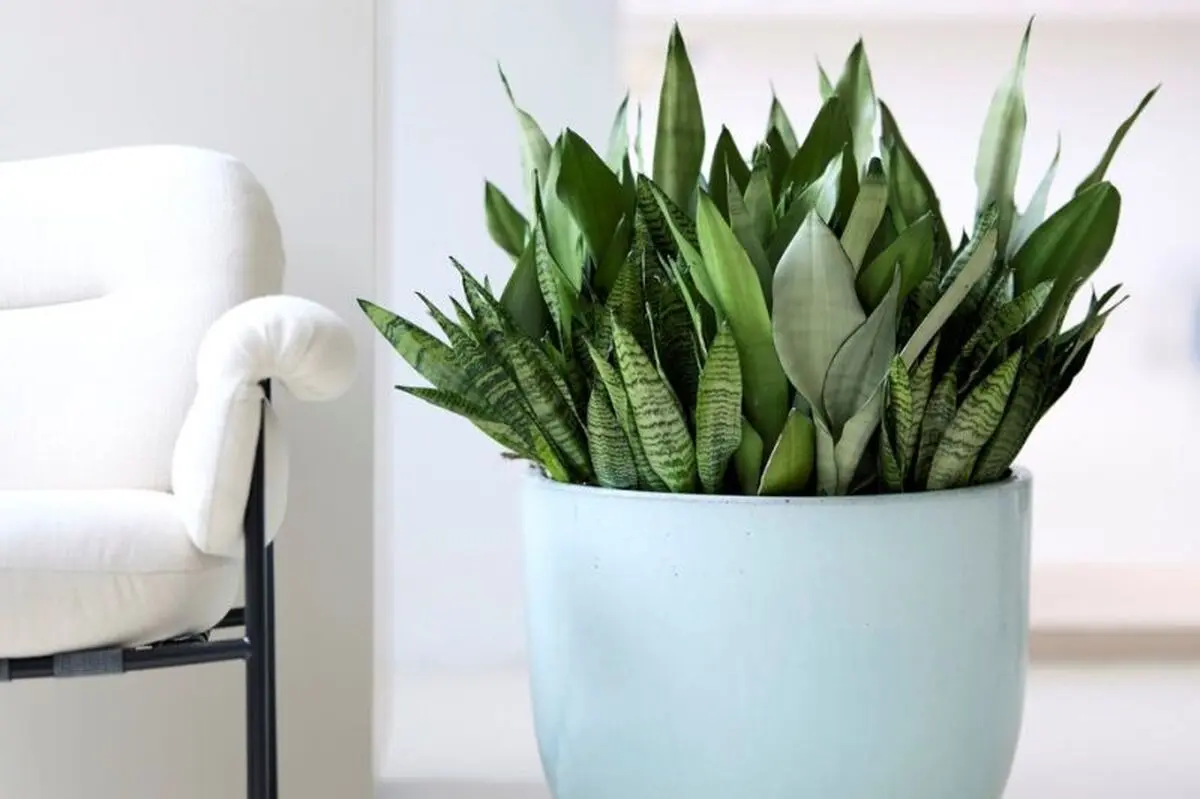 Sansevieria-4