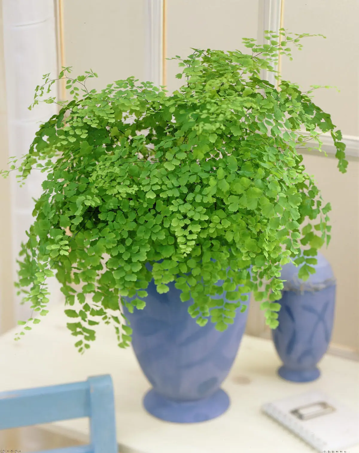 گیاهان آپارتمانی مناسب خانه تاریک