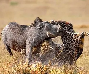 شاهکار حیات وحش؛ پلنگ نگونبخت اسیر دندون گراز وحشی شد از همه جاش خون فواره کرد