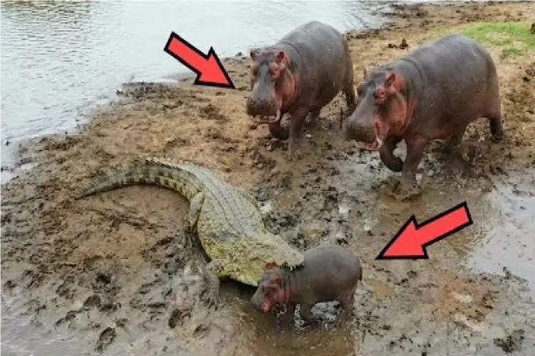 مستند حیات وحش؛ کروکودیل؛اسب آبی