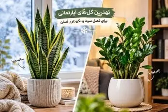 زیبا ترین گیاهان آپارتمانی برای نگهداری در فصل سرد + نحوه پرورش و میزان آبیاری درست