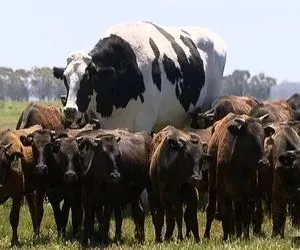 گاوهای باورنکردنی؛ با گاوهای 350 کیلویی شیرده رو فرش قرمز کت واک میرن واسه فروش بیشتر